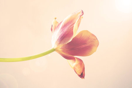 beautiful spring bouquet of fragrant colorful tulipsの写真素材