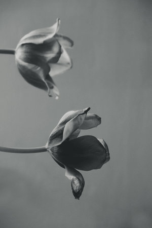 beautiful spring bouquet of fragrant colorful tulipsの写真素材