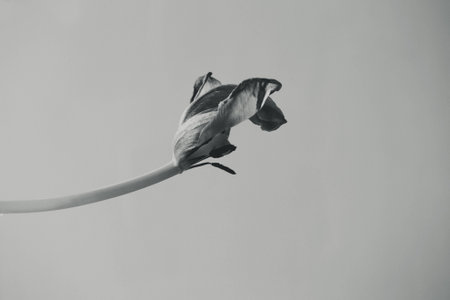 beautiful spring bouquet of fragrant colorful tulipsの写真素材