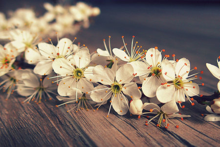 beautiful spring twig of a fruit tree with white flowers lying on a wooden backgroundの写真素材