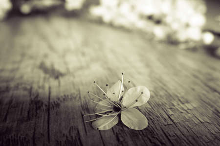 beautiful spring twig of a fruit tree with white flowers lying on a wooden backgroundの写真素材