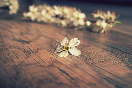 beautiful spring twig of a fruit tree with white flowers lying on a wooden backgroundの写真素材