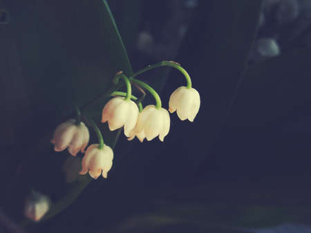 beautiful white May lilies of the valley among dark leavesの写真素材