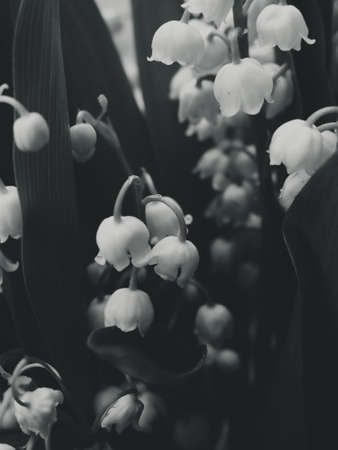 beautiful white May lilies of the valley among dark leavesの写真素材