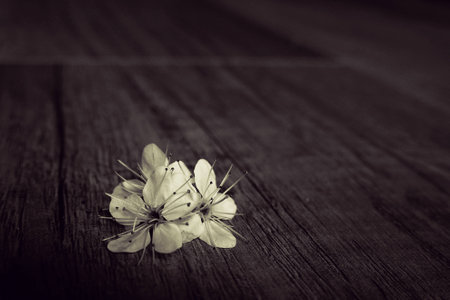 beautiful spring twig of a fruit tree with white flowers lying on a wooden backgroundの写真素材