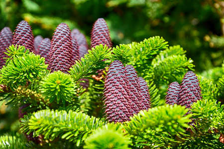 beautiful large brown gleams growing on a large green coniferous tree branch in the warm sunの写真素材