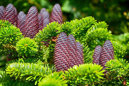 beautiful large brown gleams growing on a large green coniferous tree branch in the warm sunの写真素材