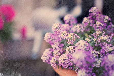 beauty delicate small flowers in a pot standing in the gardenの写真素材