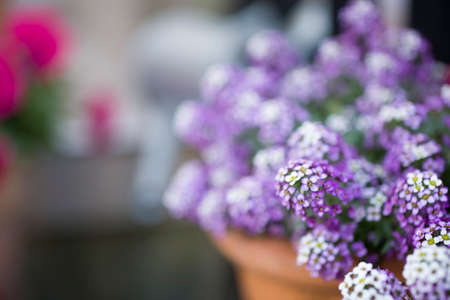 beauty delicate small flowers in a pot standing in the gardenの写真素材
