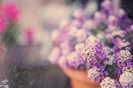 beauty delicate small flowers in a pot standing in the gardenの写真素材