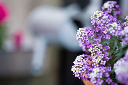 beauty delicate small flowers in a pot standing in the gardenの写真素材