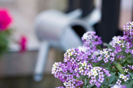 beauty delicate small flowers in a pot standing in the gardenの写真素材