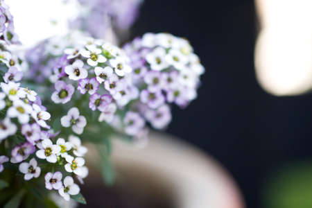 beauty delicate small flowers in a pot standing in the gardenの写真素材