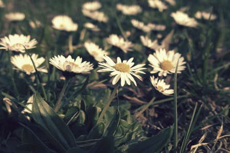 small, beautiful, tiny strokrotka growing in the spring among young green grass,