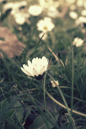 small, beautiful, tiny strokrotka growing in the spring among young green grass,の写真素材