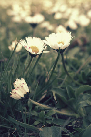 small, beautiful, tiny strokrotka growing in the spring among young green grass,の写真素材
