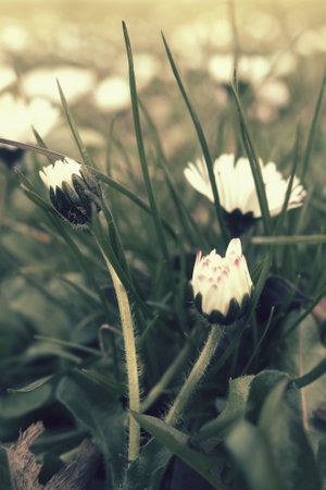 small, beautiful, tiny strokrotka growing in the spring among young green grass,の写真素材