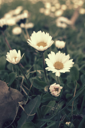 small, beautiful, tiny strokrotka growing in the spring among young green grass,の写真素材