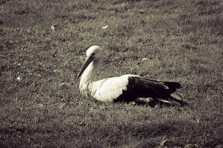 beautiful white-black stork strolling in spring on a fresh green grassの写真素材
