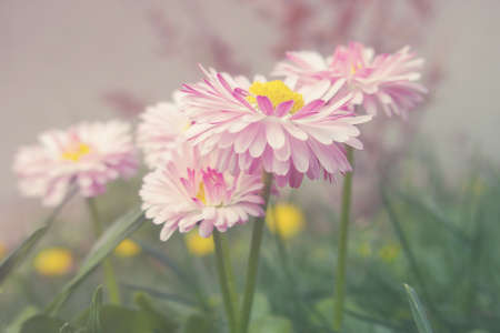 small, beautiful, tiny strokrotka growing in the spring among young green grass,の写真素材