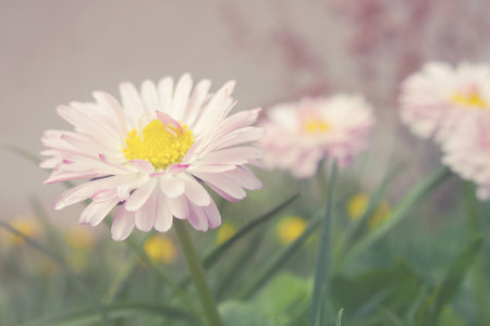 small, beautiful, tiny strokrotka growing in the spring among young green grass,の写真素材