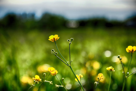 beautiful yellow-green flowers growing among the young green grass in the warm sun