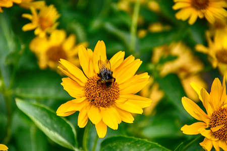 beautiful dark yellow flowers growing on a green meadow and a fly on themの写真素材