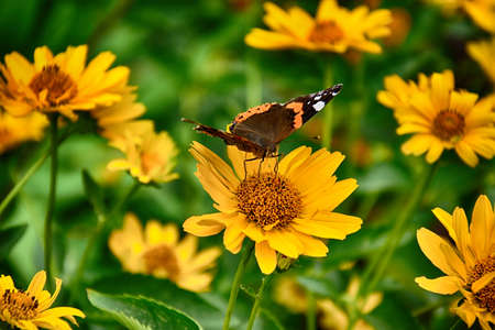beautiful dark yellow flowers growing on a green meadow and a butterfly on themの写真素材