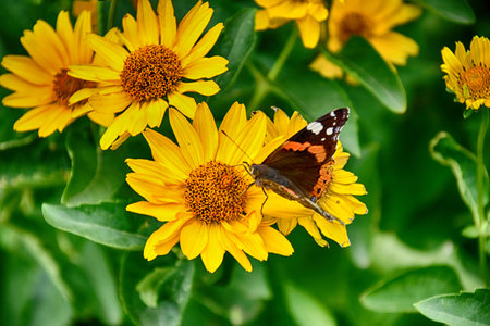 beautiful dark yellow flowers growing on a green meadow and a butterfly on themの写真素材