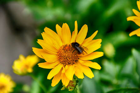 beautiful dark yellow flowers growing on a green meadow and a butterfly on themの写真素材
