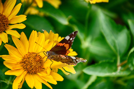 beautiful dark yellow flowers growing on a green meadow and a butterfly on themの写真素材