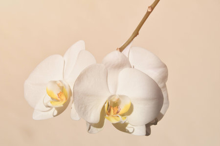 beautiful white exotic orchid on a black background in the summer warm sunの写真素材