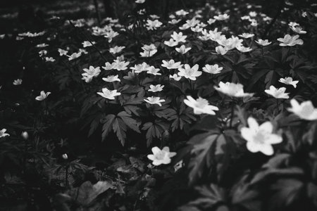 beautiful small spring white anemones growing among green leaves in the forestの写真素材