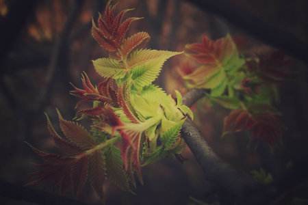 beautiful green first spring shrub leaves look through the fenceの写真素材