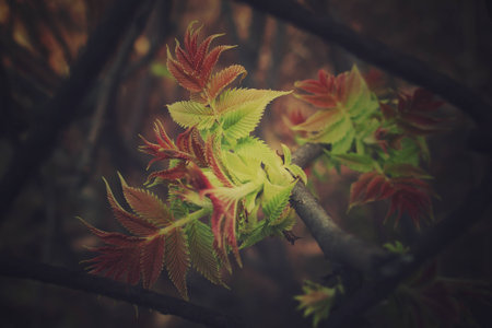 beautiful green first spring shrub leaves look through the fenceの写真素材