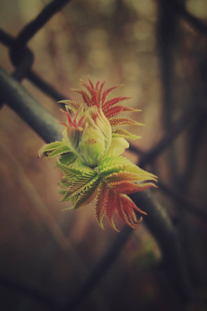 beautiful green first spring shrub leaves look through the fenceの写真素材
