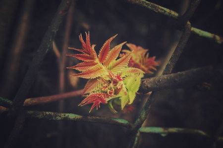beautiful green first spring shrub leaves look through the fenceの写真素材