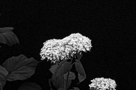 beautiful large summer white hydrangea with green leaves on a black backgroundの写真素材