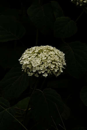 beautiful large summer white hydrangea with green leaves on a black backgroundの写真素材