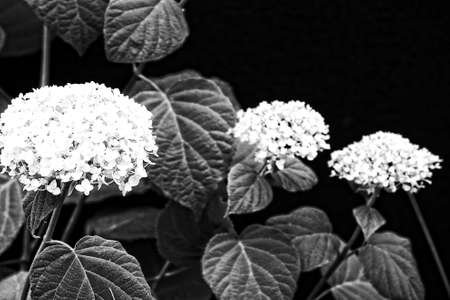 beautiful large summer white hydrangea with green leaves on a black backgroundの写真素材