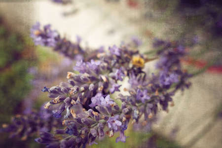 a beautiful summer lavender lavender growing in a green gardenの写真素材