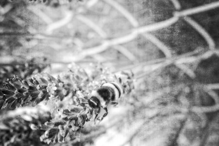 a beautiful summer lavender lavender growing in a green gardenの写真素材