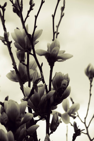 beautiful delicate white spring magnolia blossom on a tree branch in the gardenの写真素材