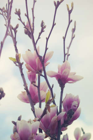 beautiful delicate white spring magnolia blossom on a tree branch in the gardenの写真素材