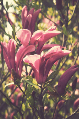 beautiful delicate white spring magnolia blossom on a tree branch in the gardenの写真素材