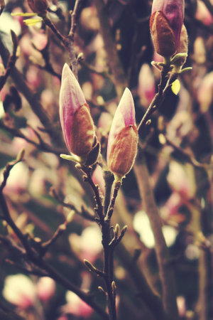beautiful delicate white spring magnolia blossom on a tree branch in the gardenの写真素材