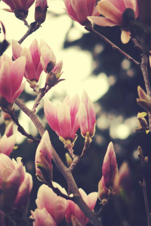 beautiful delicate white spring magnolia blossom on a tree branch in the gardenの写真素材