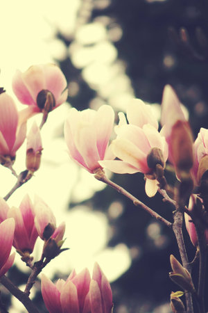 beautiful delicate white spring magnolia blossom on a tree branch in the gardenの写真素材