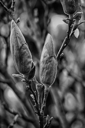 beautiful delicate white spring magnolia blossom on a tree branch in the gardenの写真素材