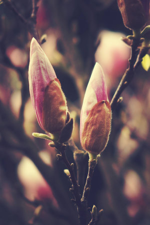 beautiful delicate white spring magnolia blossom on a tree branch in the gardenの写真素材